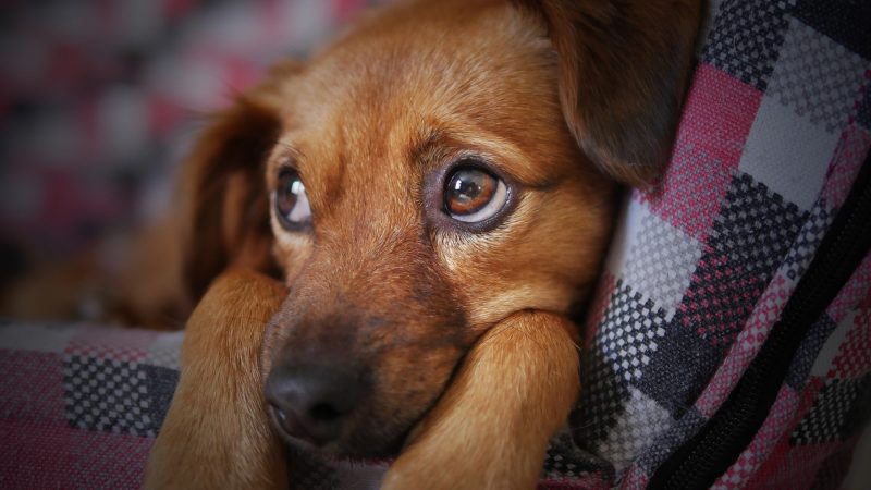 Nova lei aumenta direitos dos animais em condomínios – Foto: Moshe Harosh/Pixabay/Reprodução/ND