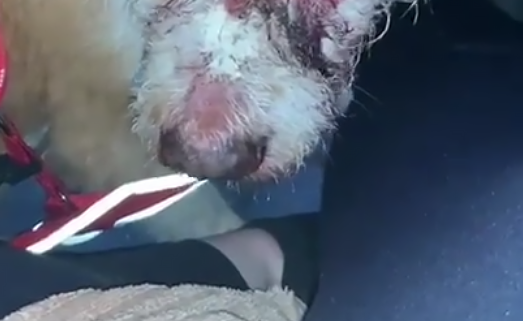 Mais um caso de maus-tratos chocou moradores do Norte de Santa Catarina. Desta vez, uma cachorra foi atacada a marteladas no bairro Salinas, em Balneário Barra do Sul.O caso aconteceu no domingo (1º) – Foto: Instagram/Reprodução/ND