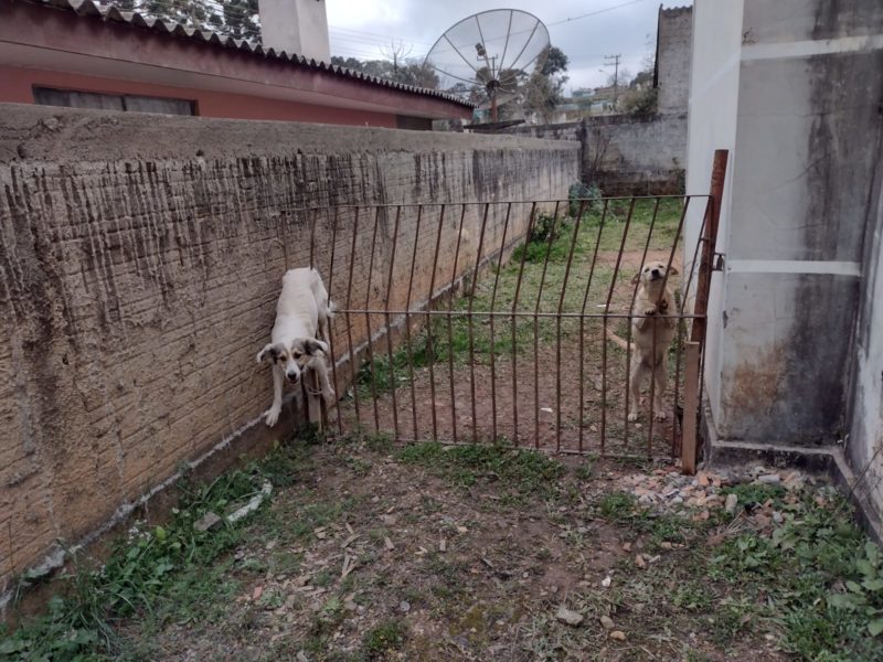 Os bombeiros de Canoinhas foram chamados por volta das 10h desta terça-feira (3) para atender a uma ocorrência inusitada. Na casa, encontraram o cachorrinho preso ao portão, onde acabou, provavelmente, ao tentar fugir de casa. O animal quase virou meme depois da enrascada em que se enfiou – Foto: 9BBM/Divulgação