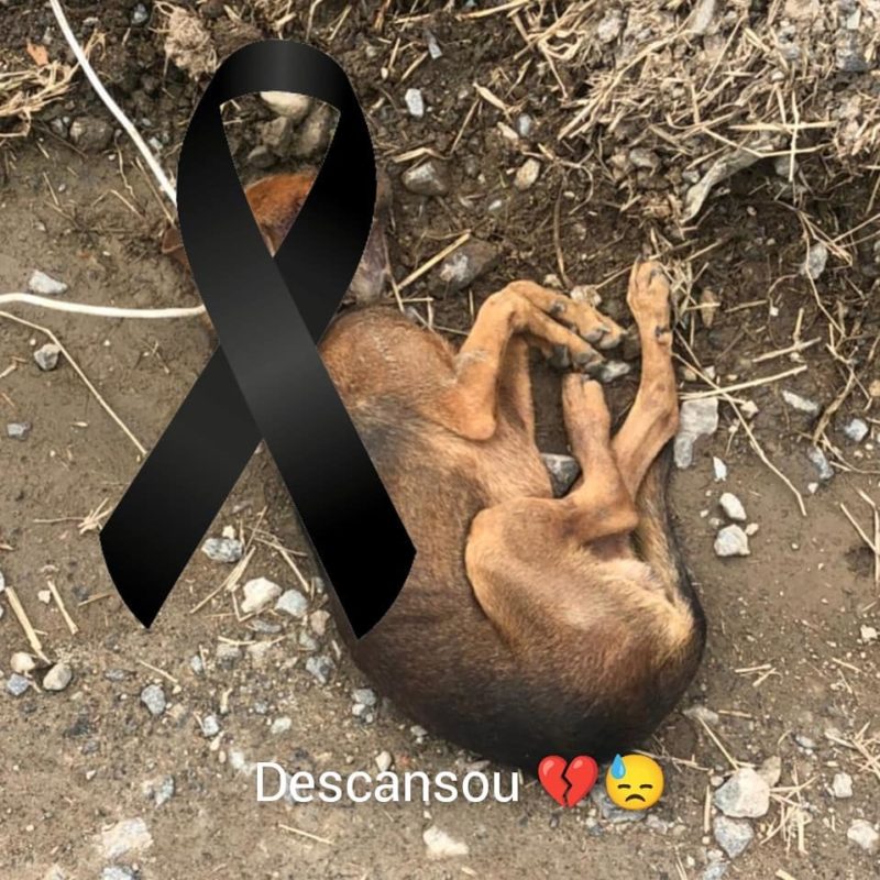 Os casos de maus-tratos a animais têm chocado os moradores de Joinville, no Norte de Santa Catarina, nos últimos dias. E neste fim de semana, outra ocorrência foi registrada na cidade, depois que mais um cachorro foi encontrado amarrado aos trilhos de trem. De acordo com a Frente de Ação pelos Direitos Animais, uma moradora do bairro Itaum, na zona Sul, procurou ajuda depois de encontrar o cão no domingo (1º) – Foto: Frada/Divulgação