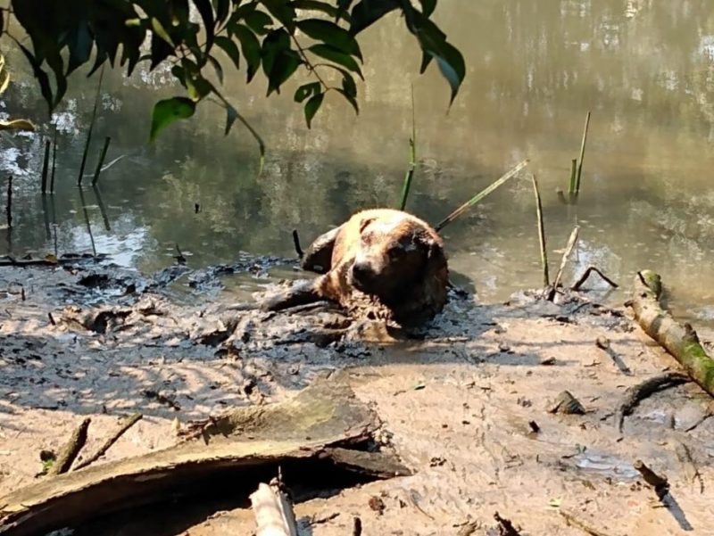 Cadela foi resgatada pelos bombeiros do Rio Itaja&iacute;-Mirim – Foto: Corpo de Bombeiros/Divulga&ccedil;&atilde;o