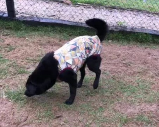 C&atilde;o que matou beb&ecirc; em Bigua&ccedil;u passar&aacute; por testes de agressividade – Foto: Divulga&ccedil;&atilde;o/ND