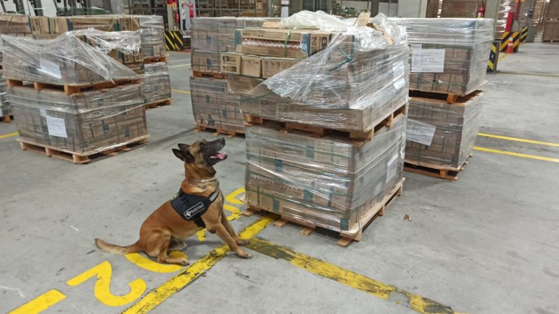 Cão de faro Enzo foi o responsável por encontrar 543 kg de cocaína no terminal de cargas de Navegantes