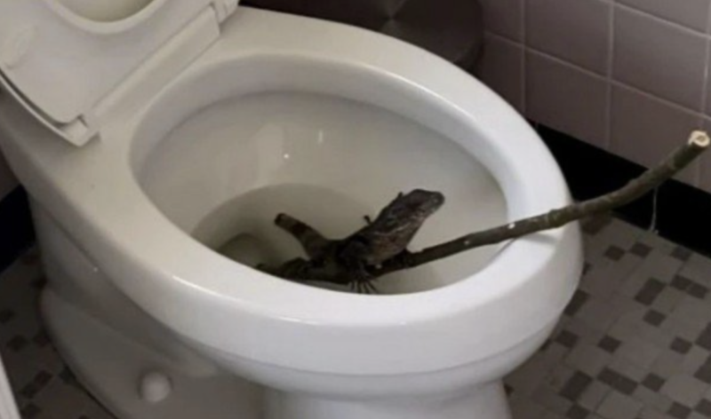 Lagarto invade casa e se instala em vaso sanit&aacute;rio. Tirar &eacute; que s&atilde;o elas, assim, mantenha sempre a tampa da privada fechada… – Foto: Reprodu&ccedil;&atilde;o
