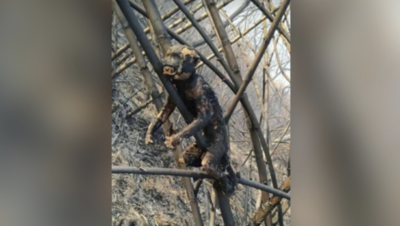 Macaco morreu carbonizado, no meio da mata – Foto: Reprodu&ccedil;&atilde;o Corpo de Bombeiros