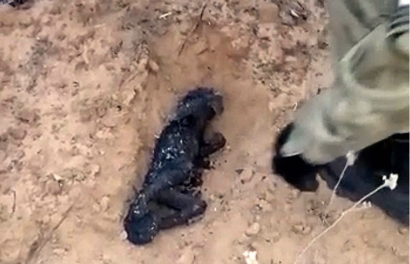 Corpo do macaco canonizado foi enterrado a fim de sensibilizar a popula&ccedil;&atilde;o – Foto: Divulga&ccedil;&atilde;o Bombeiros