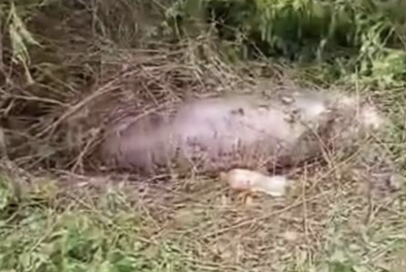 Cobra explodiu na beira de uma trilha, ap&oacute;s engolir cobra inteira – Foto: Reprodu&ccedil;&atilde;o