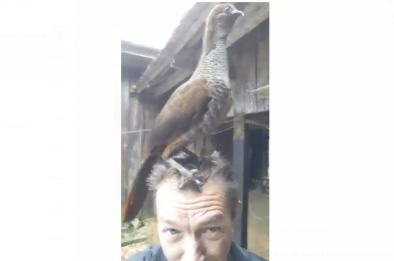 Aracu&atilde; fez a festa de uma fam&iacute;lia em Pomerode e ganhou as redes – Foto: Reprodu&ccedil;&atilde;o