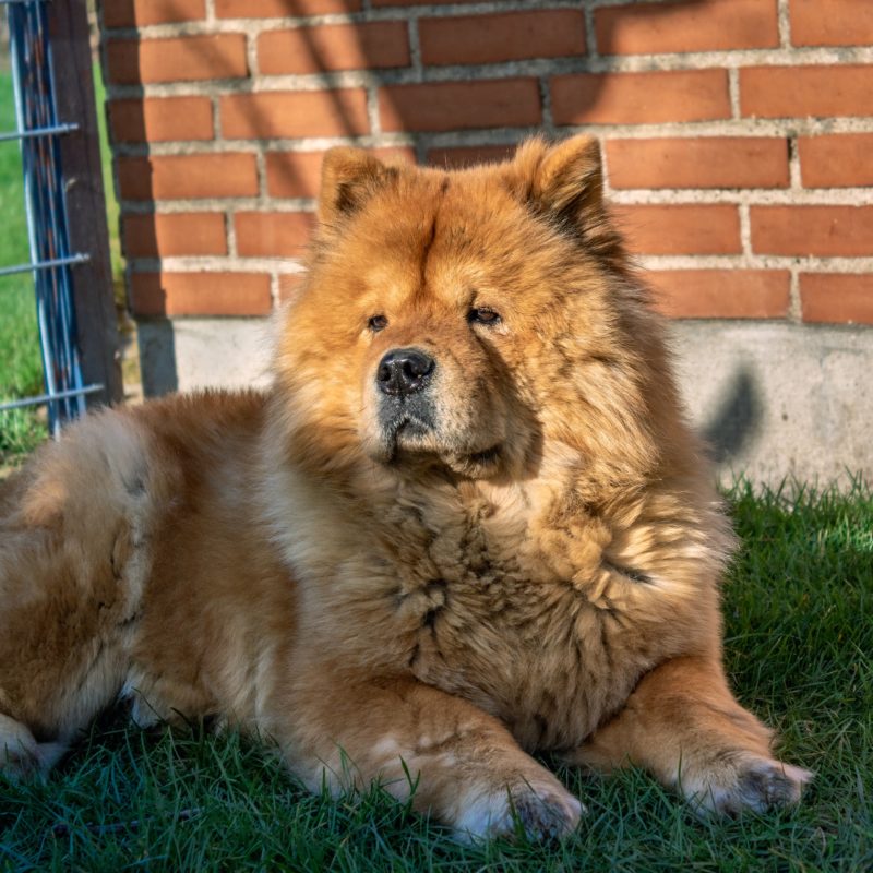 Polícia Civil aponta que o cão que avançou na família é da raça Chow-Chow – Foto: Pixabay/Divulgação/ND
