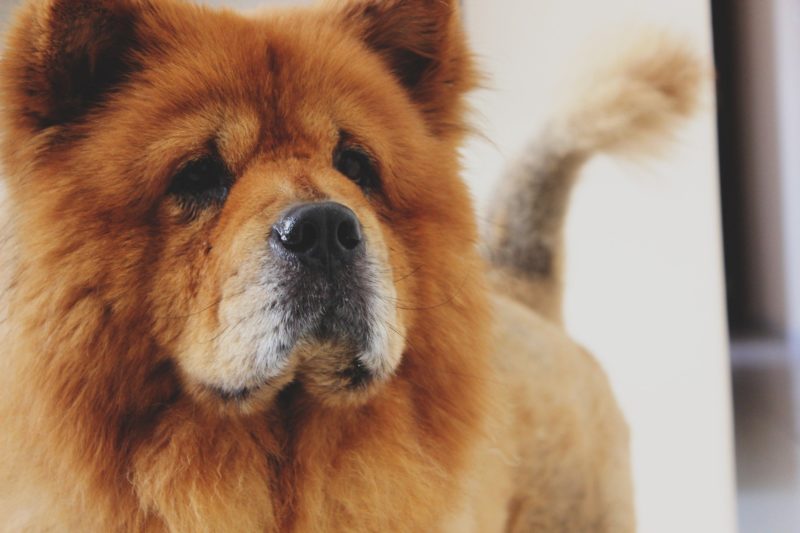 Bebê morreu após ser atacado por cão da raça Chow-Chow. Família quer doar o animal – Foto: Pixabay/Reprodução/ND