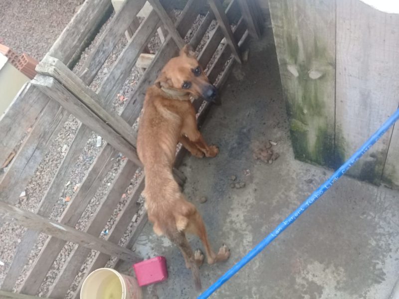 Maus tratos a animais &eacute; o crime ambiental com maior n&uacute;mero de registros em Crici&uacute;ma – Foto: Divulga&ccedil;&atilde;o/Decom/ND