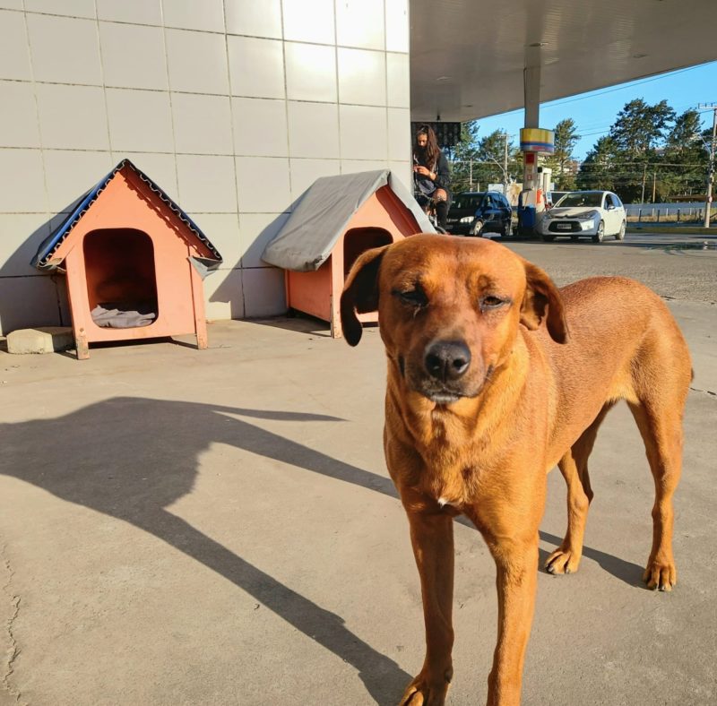 cães de rua são abrigados em casinhas de posto de gasolina