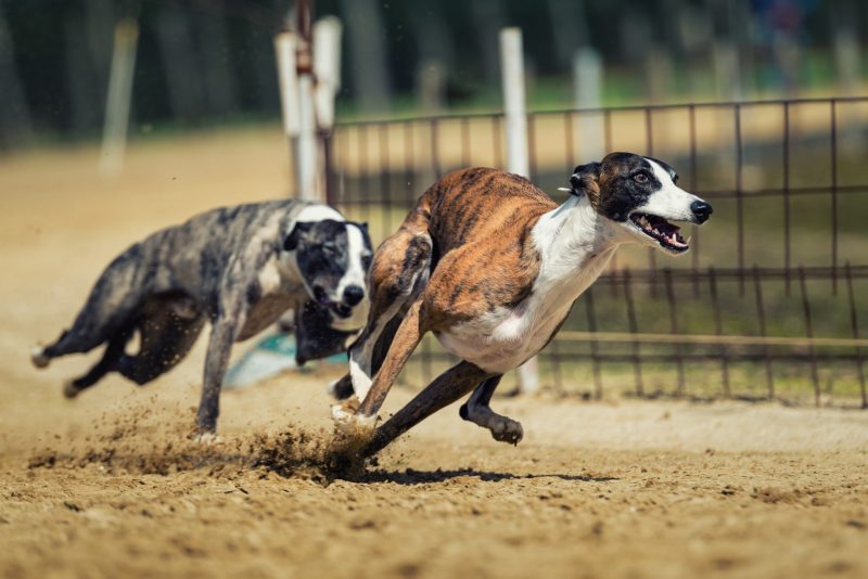 Projeto que proibia corrida de cães foi rejeitado pela Alesc – Foto: Pixabay/Reprodução/ND