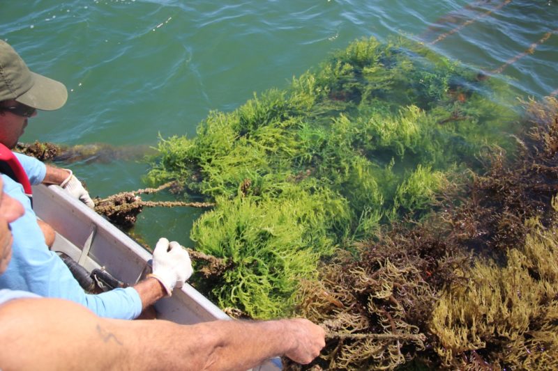 Cultivo está liberado em Florianópolis; aval é para um parque aquícola, inicialmente – Foto: Epagri/Ciram/divulgação