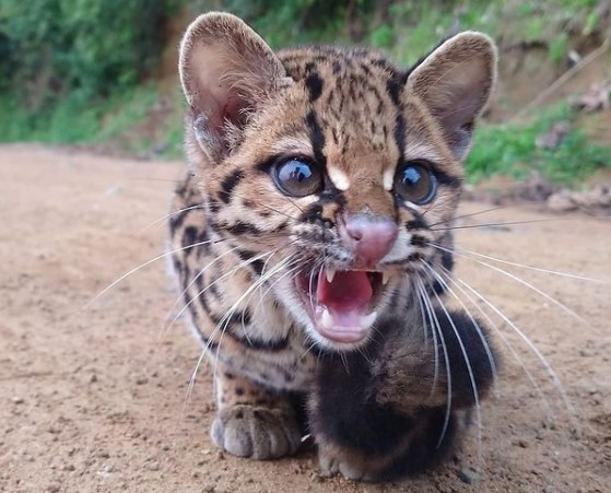 Gato-maracajá voltou à natureza no Norte de SC – Foto: Fujama/Divulgação