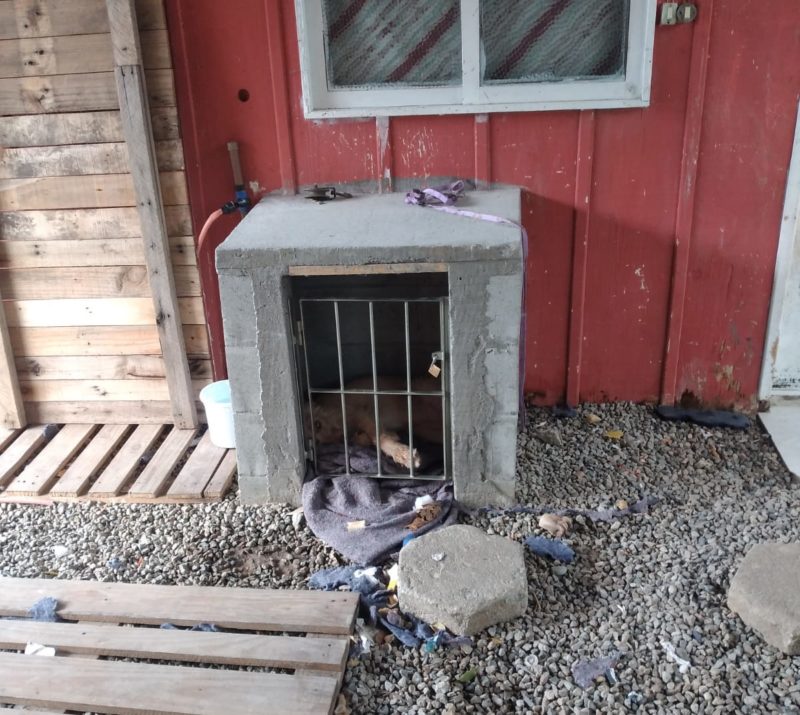 Cachorro sofre maus-tratos