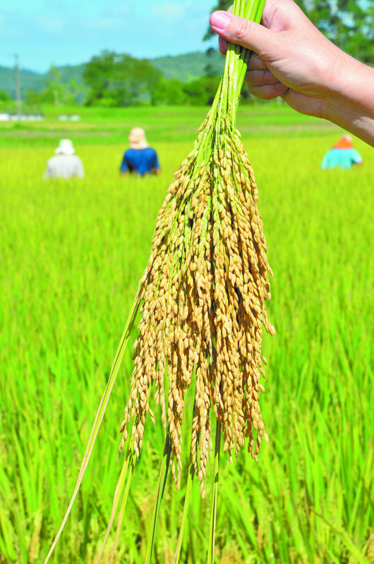 Trabalho dos cientistas &eacute; proporcionar o gr&atilde;o adequado tanto para o consumidor quanto para o agricultor – Foto: Divulga&ccedil;&atilde;o/ND