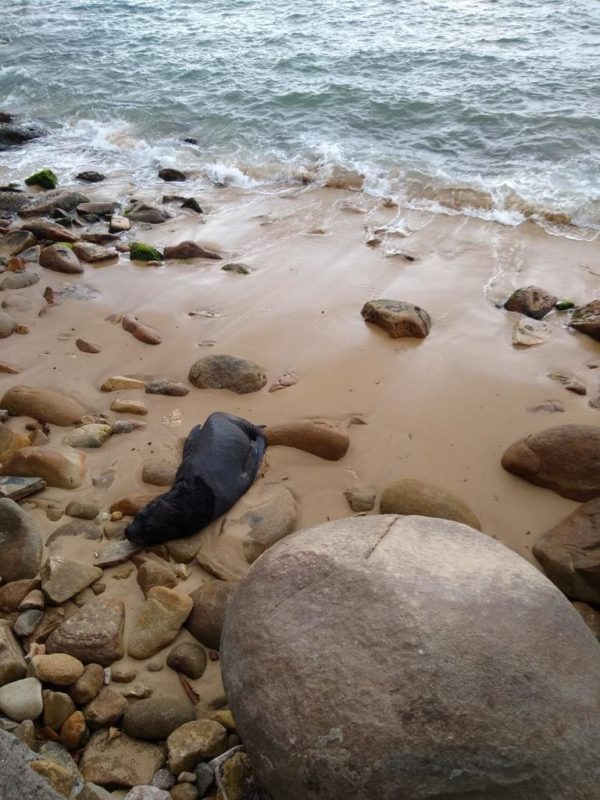 Leão-marinho ferido foi encontrado na praia de Taquaras, em Balneário Camboriú – Foto: PMP-BS/Divulgação