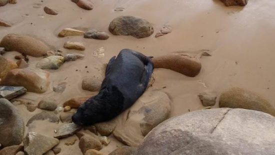 Leão-marinho ferido é encontrado em praia de Balneário Camboriú