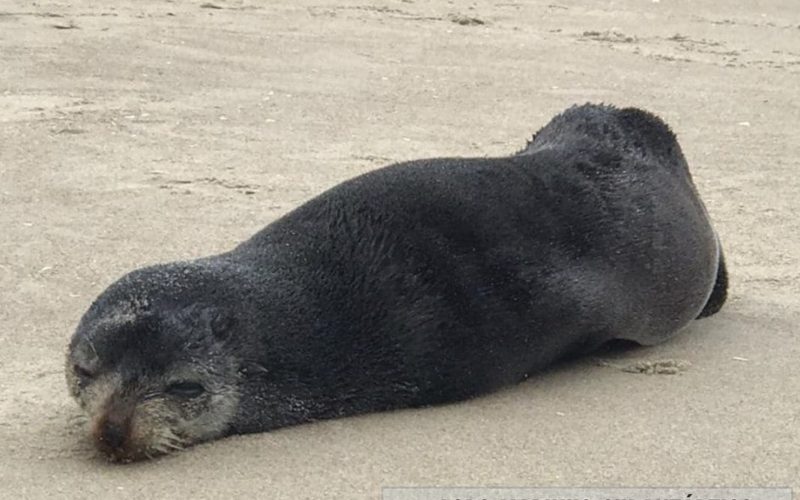 Imagine você na praia e se deparar com um bichinho desses fazendo graça? Na semana passada, O Projeto de Monitoramento de Praias recebeu mensagens de moradores de Itapoá, Litoral Norte do Estado, sobre a presença de um lobo-marinho vivo, na Barra do Saí – Foto: Resgate Marinho Univille/Divulgação/ND