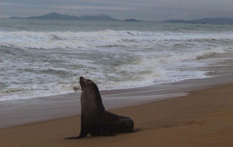 Lobinho foi visto no sábado (14)