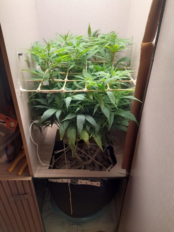 Droga era cultivada em uma estufa – Foto: PM/ND