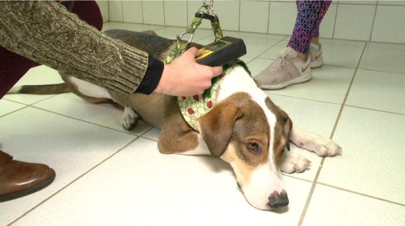 Oliver recebeu o microchip e atrav&eacute;s de um leitor pode-se acessar os dados dele e da tutora Indiara – Foto: Reprodu&ccedil;&atilde;o/NDTV