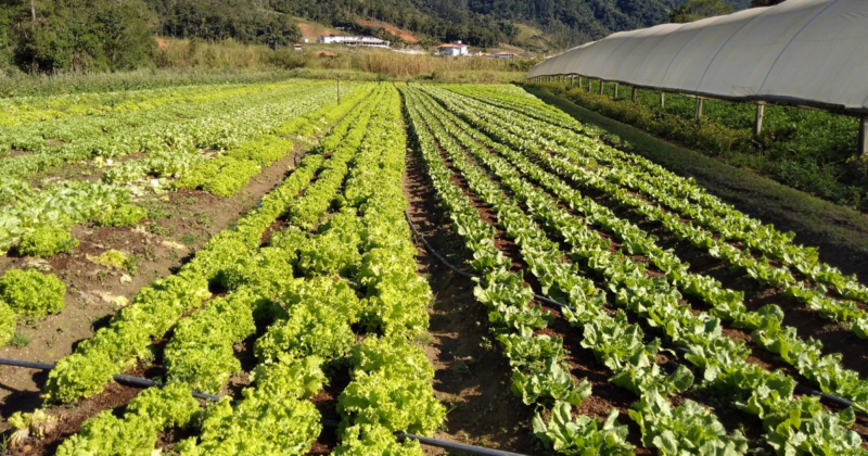 A formação de geada pode impactar negativamente na atividade agrícola e pecuária – Foto: Paulo Rolemberg/ND