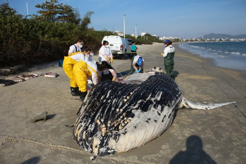 Baleia-jubarte encontrada em praia de Florianópolis tem possível causa da morte revelada – Foto: Nilson Coelho/ R3 Animal/ Divulgação/ND