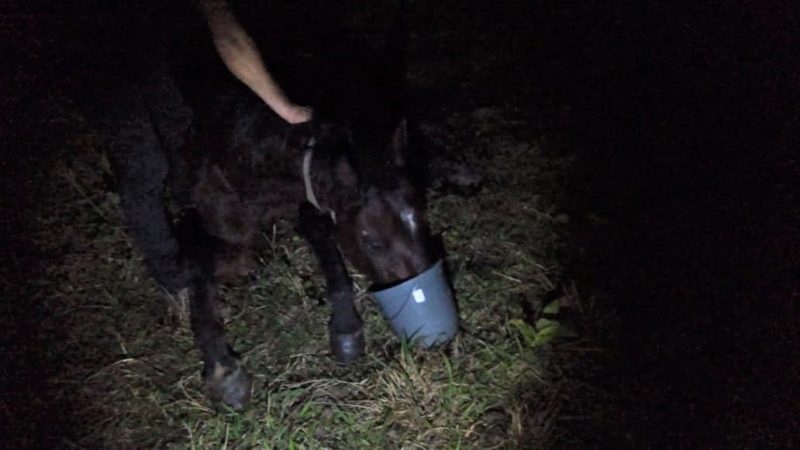 cavalo sendo alimentado por moradores. Mas ele não resistiu e morreu de tão fraco
