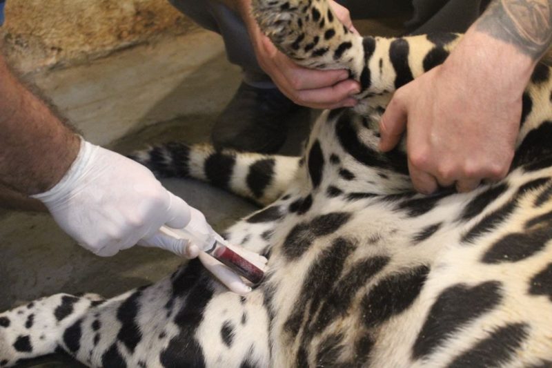 O condicionamento permite um maior controle sobre a saúde do animal &#8211; Foto: Arquivo/Zoo Pomerode