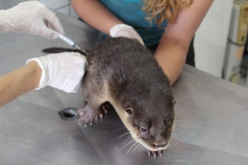Programa de Medicina Preventiva prevê atividades de inspeção diária das espécies – Foto: Arquivo/Zoo Pomerode