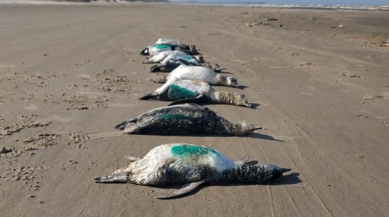 Pinguins foram encontrados durante monitoramento da ONG Educamar neste s&aacute;bado (7) no Sul de SC – Foto: Divulga&ccedil;&atilde;o/Educamar/ND
