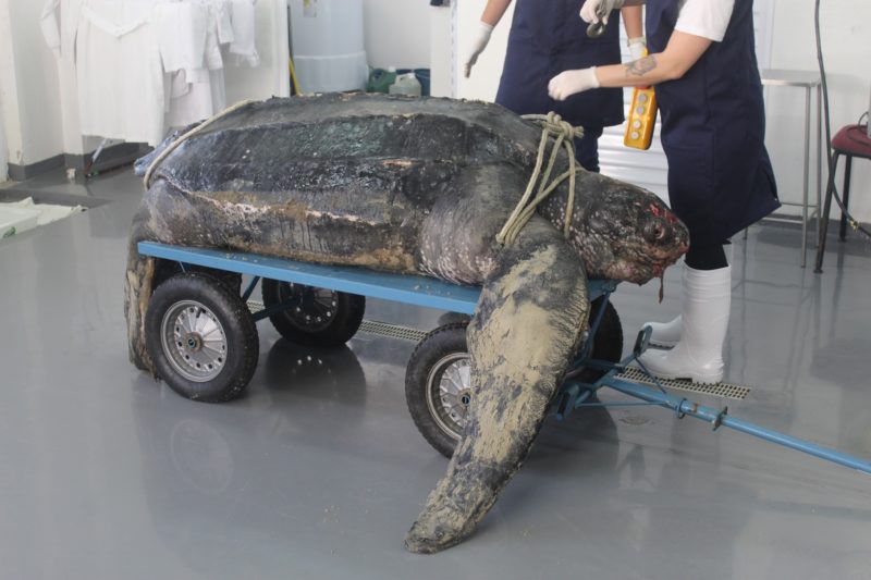 Tartaruga encontrada em Porto Belo foi levada para Penha, onde passou por necrópsia &#8211; Foto: Projeto de Monitoramento de Praias/Divulgação/ND