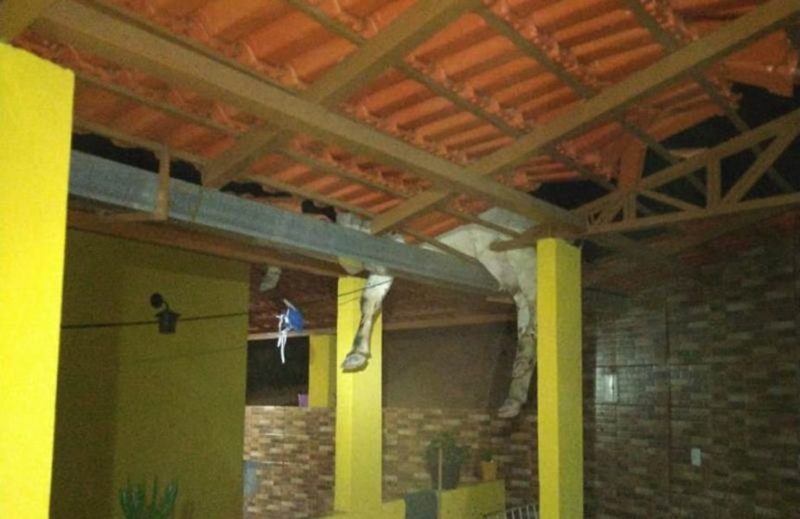 Animal foi resgatado por bombeiros – Foto: Corpo de Bombeiros/Divulga&ccedil;&atilde;o