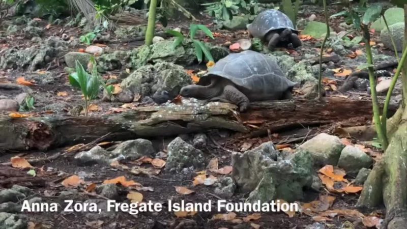 Flagra surpreendeu os pesquisadores – Foto: Anna Zora/Funda&ccedil;&atilde;o Fr&eacute;gate Island