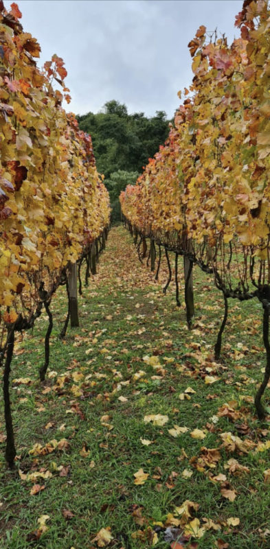 O vinhedo de onde saem as uvas para os vinhos – Foto: Orgalindo Bettu – divulgação