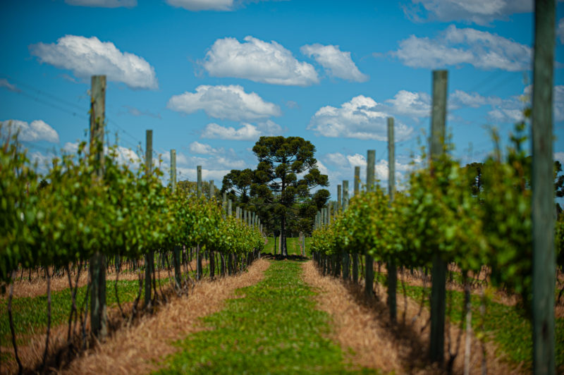 Os vinhedos de altitude – Foto: Markito