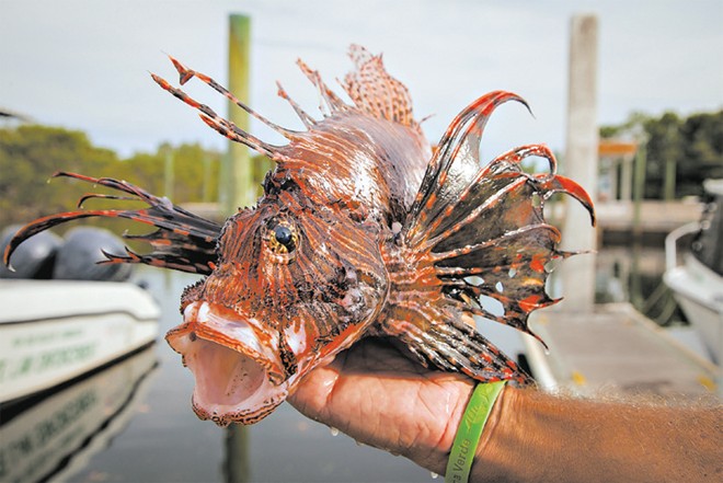 Peixe-le&atilde;o est&aacute; invadindo os oceanos, oferecendo risco ao ecossistema – Foto: Angel Valentin/Divulga&ccedil;&atilde;o/ND