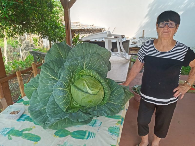 Vergina colheu pela primeira vez um repolho tão pesado. – Foto: Arquivo Pessoal/ND