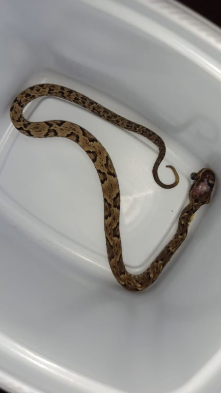 Vizinho da família matou a cobra que picou o menino de um ano e meio – Foto: Arquivo Pessoal/Paulo Henrique de Almeida Machado/ND