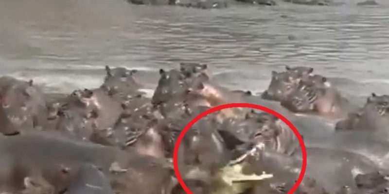 Vídeo cruel mostra ataque contra crocodilo em território de hipopótamos – Foto: Reprodução/ND