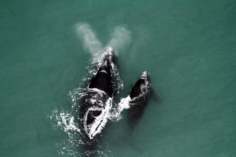 Baleias avistadas  no litoral de SC &#8211; Foto: ProFranca/Divulgação/ND