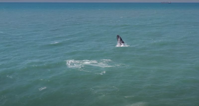 Pesquisadores flagram 120 baleias nadando na costa de SC &#8211; Foto: Internet/Reprodução/ND