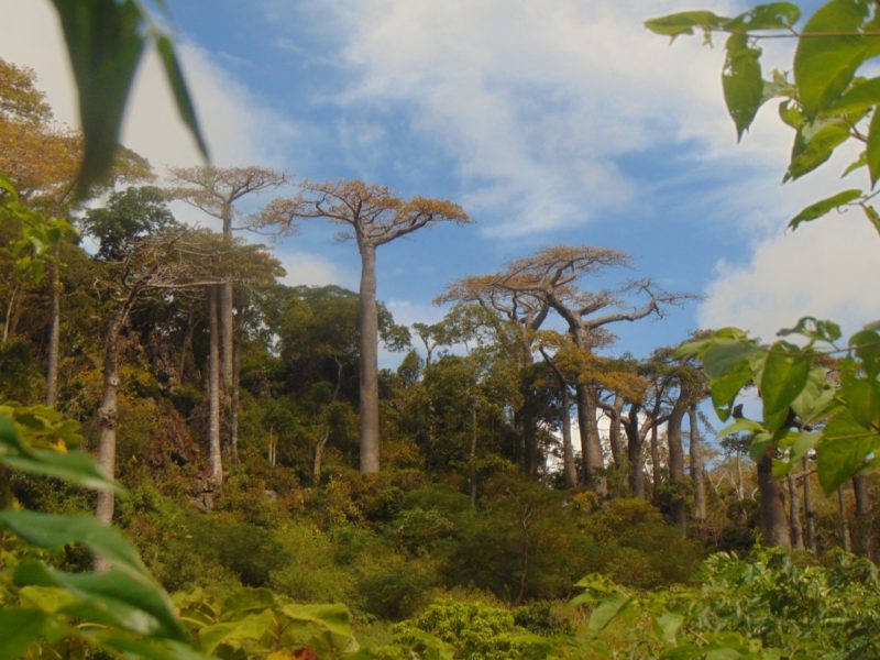 População de Adansonia suarezensis ao norte de Madagascar – Foto: Mário Tagliari/Divulgação/ND