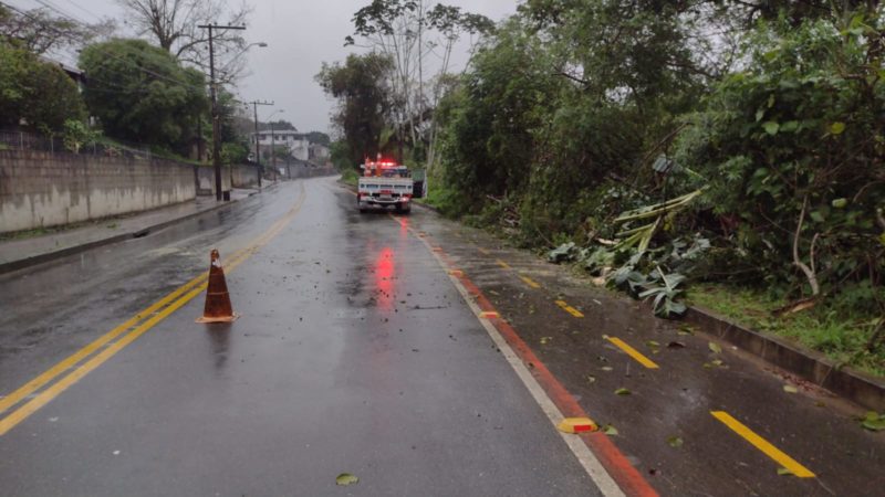 Árvores caíram em diversos pontos de Blumenau – Foto: Divulgação/ND