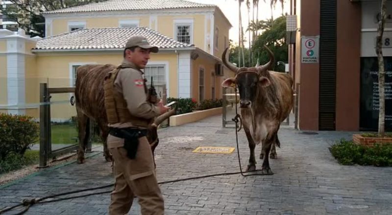 Bois foram conduzidos &agrave; Casa do Bar&atilde;o, no Centro da Capital – Foto: PM/Divulga&ccedil;&atilde;o/ND