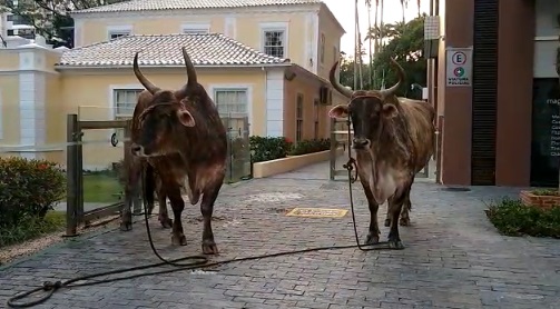 Homem &eacute; flagrado andando com bois no Centro de Florian&oacute;polis- Foto: PM/Divulga&ccedil;&atilde;o/ND