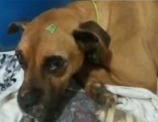 Cachorro foi achado em uma vala, com a perna quebrada – Foto: Internet/Reprodução/ND