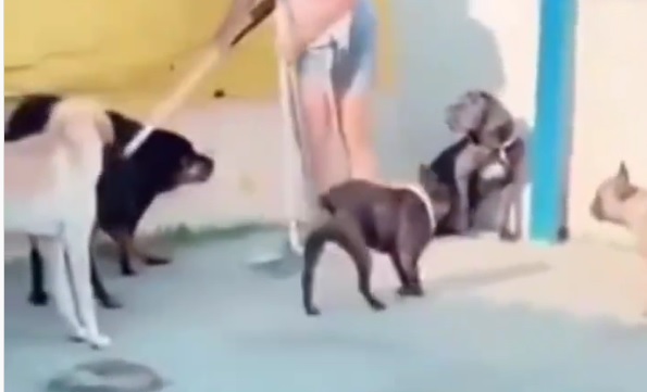 ONG conhecida na cidade divulgou v&iacute;deo que mostra agress&atilde;o – Foto: Reprodu&ccedil;&atilde;o/Internet